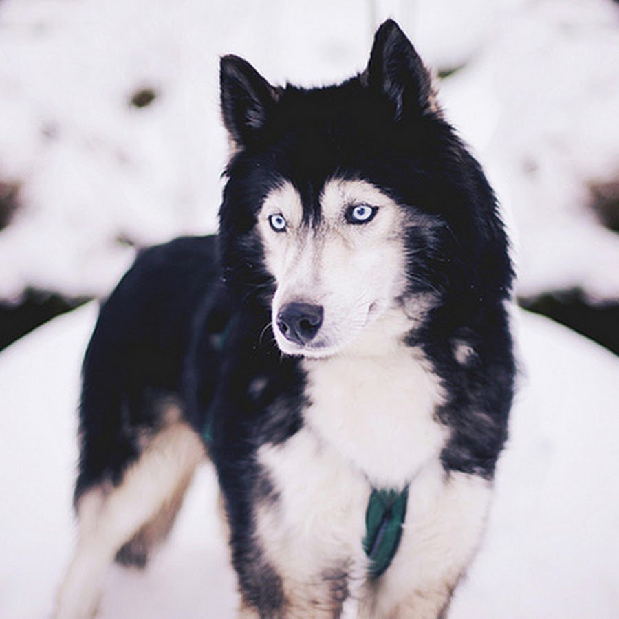 Метис хаски черный с голубыми глазами