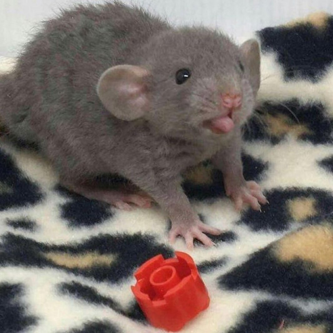 Декоративная крыса Дамбо