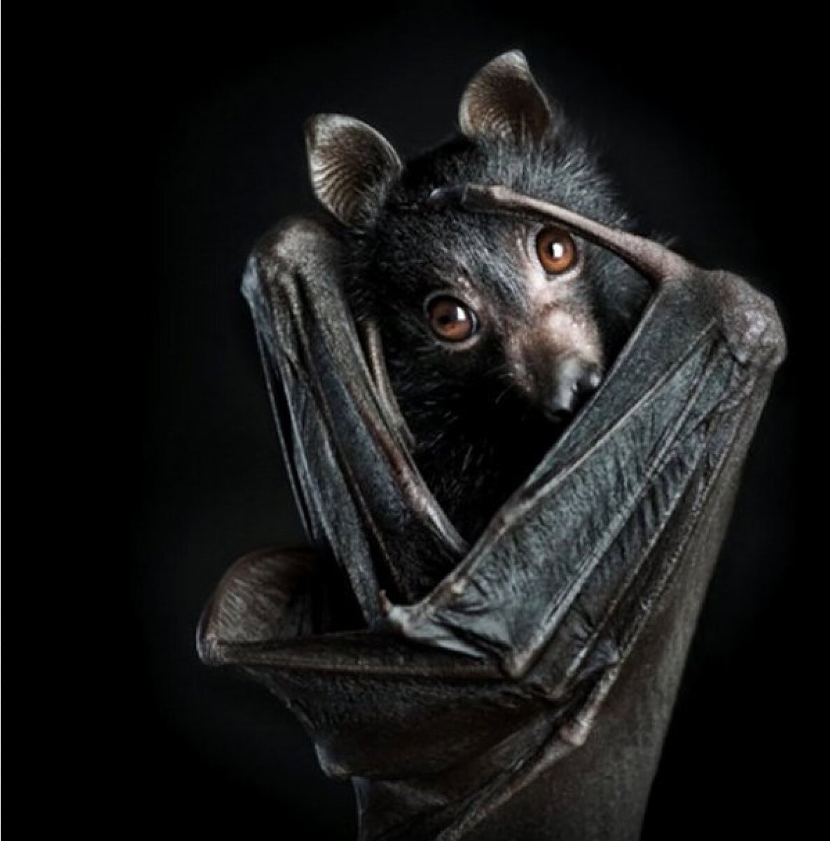 Летучая мышь