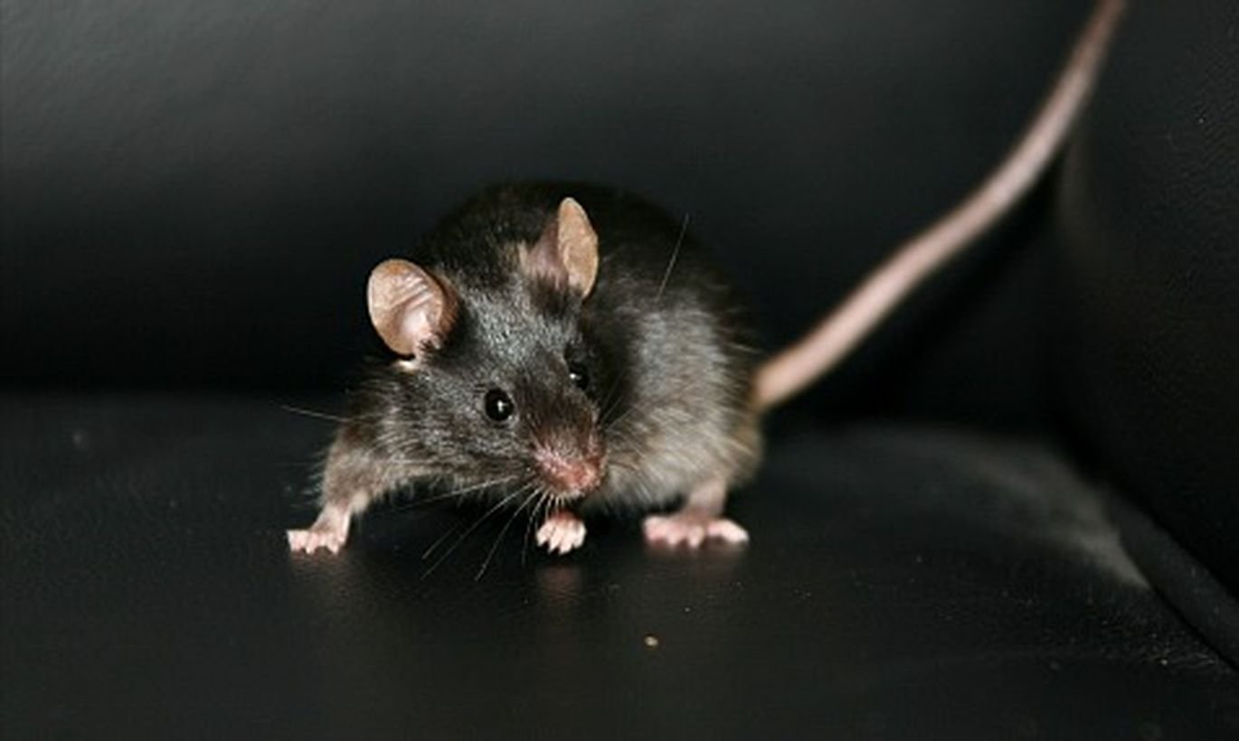 Мышь черная домовая. Черная мышка. Что означает видеть мышь