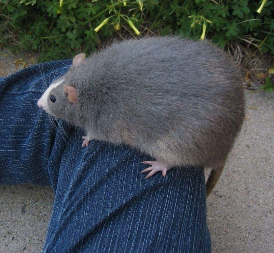 Толстая крыса