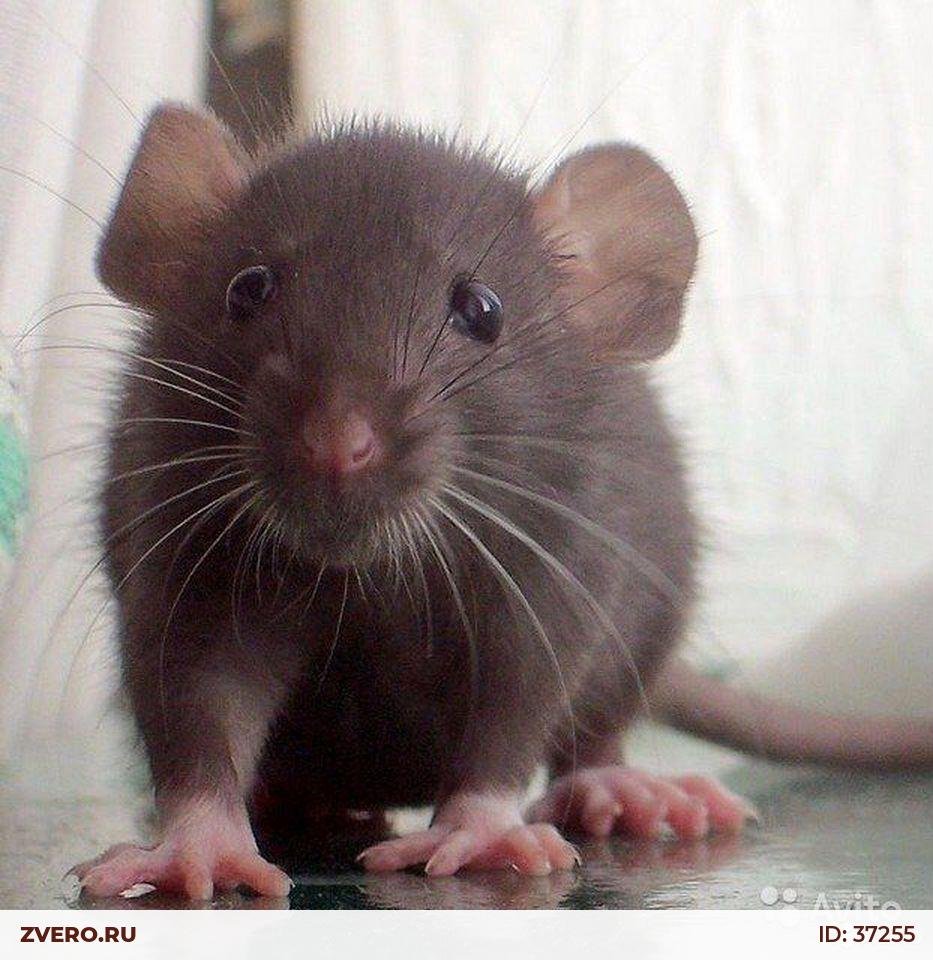 Крыса Дамбо