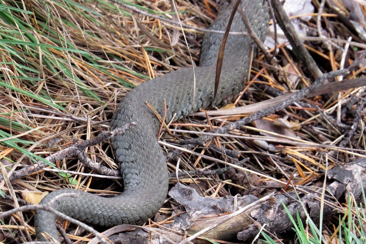 Вид змей Гадюковые Владимирской области