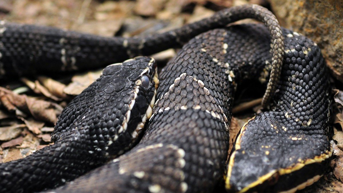 Гремучая змея черная