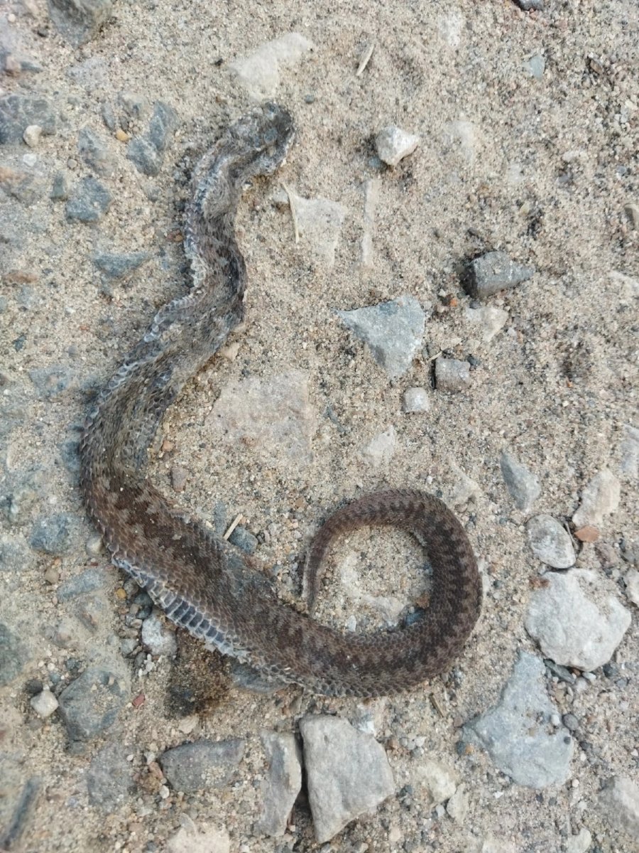 Гадюки в Подмосковье