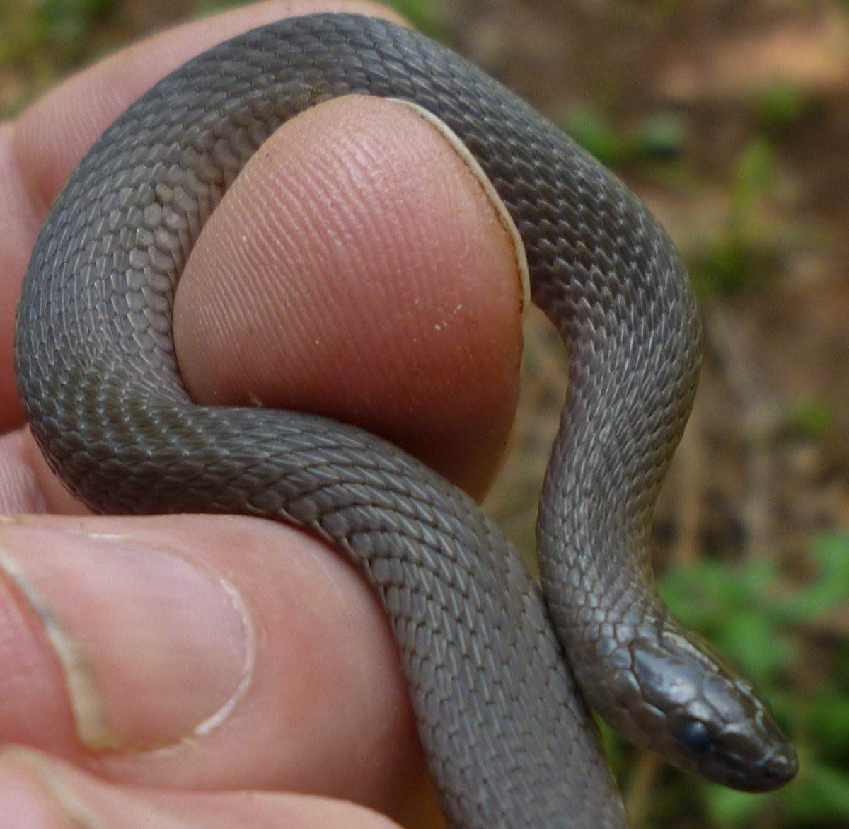 Серая змея полоз полоз