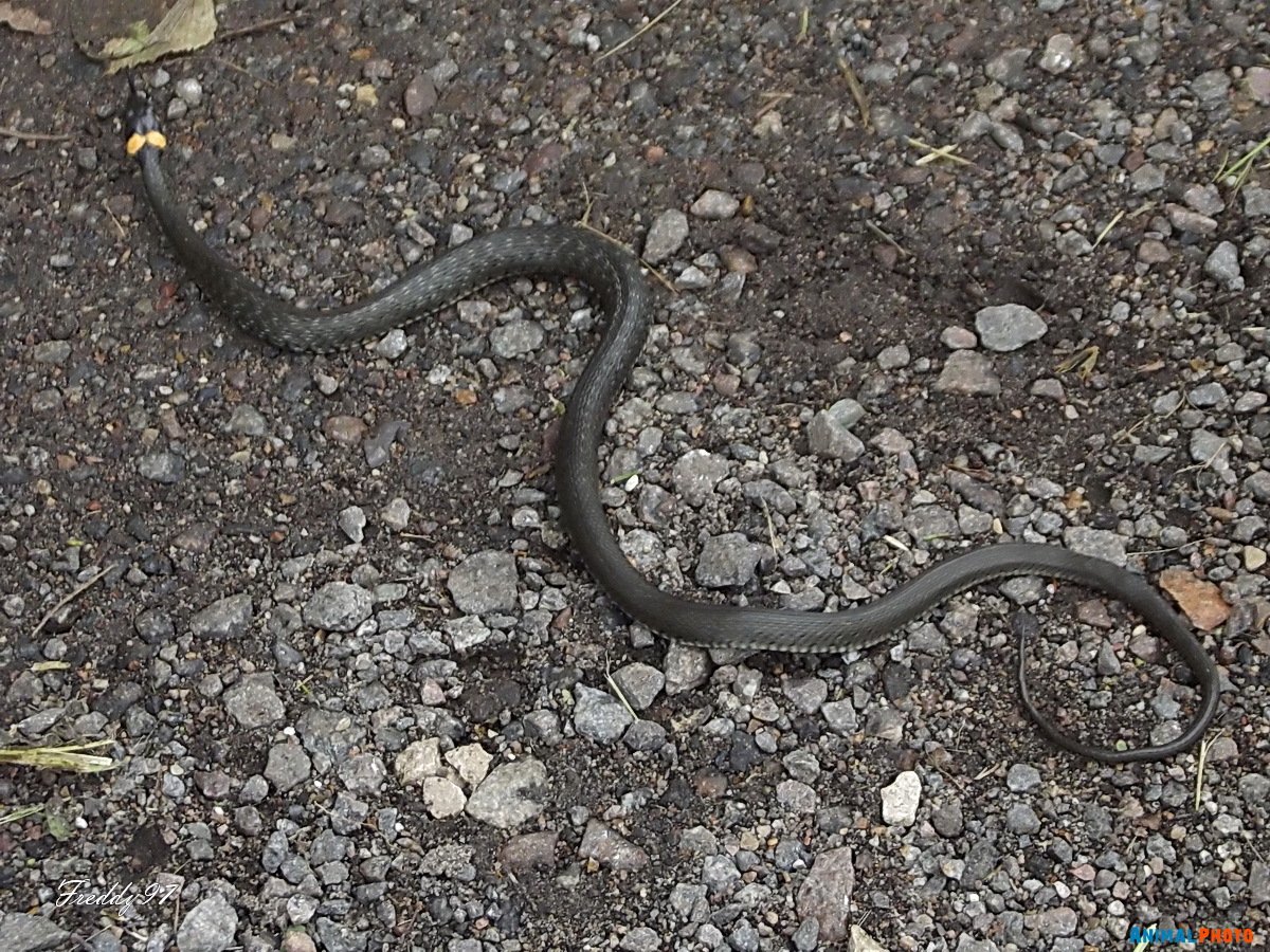 Змеи Подмосковья