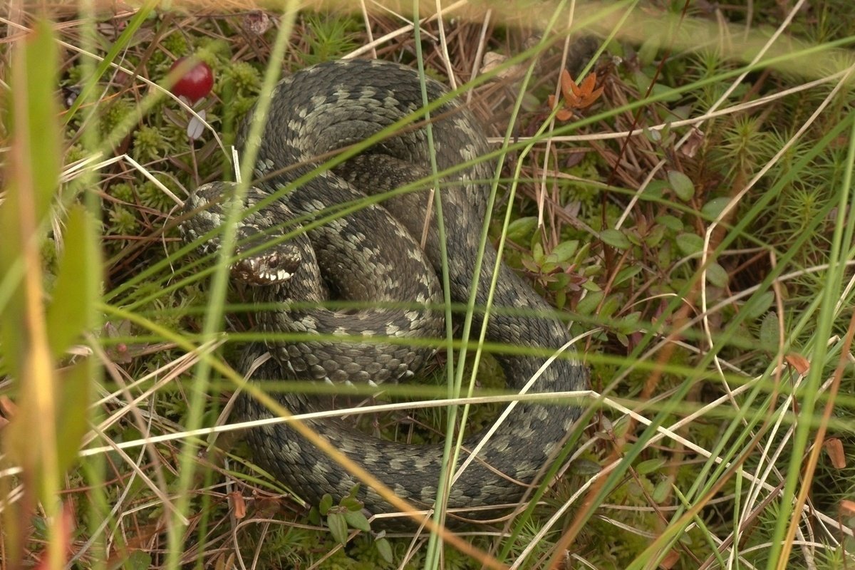 Гадюка в Орловской области