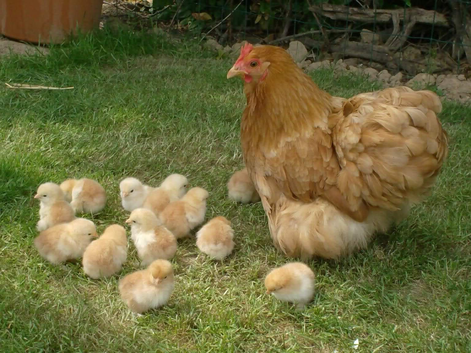 Цыплята кур фото. Петух Орпингтон. Квочка Брама с цыплятами. Цыплята кохинхин. Кохинхин рыжий.