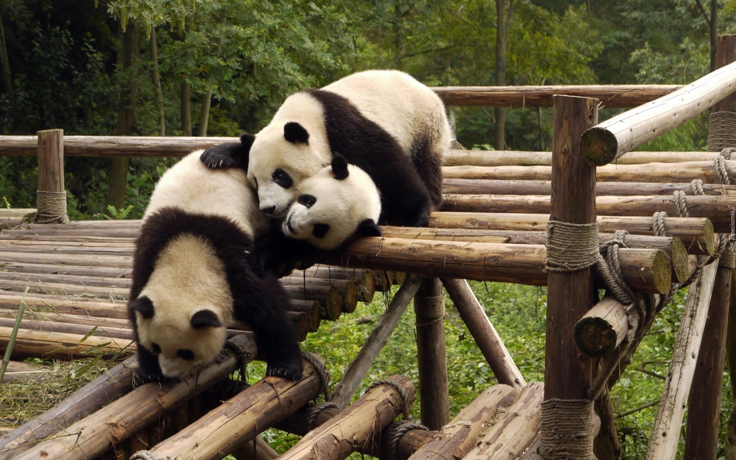 Родина панд. Чэнду Китай панды. Большая Панда в Китае. Сычуань Чэнду панды. Заповедник панд в Китае.
