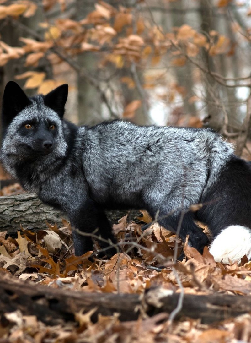 Канадская чернобурая лиса