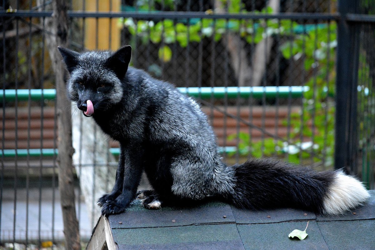 Черная лиса Саранск