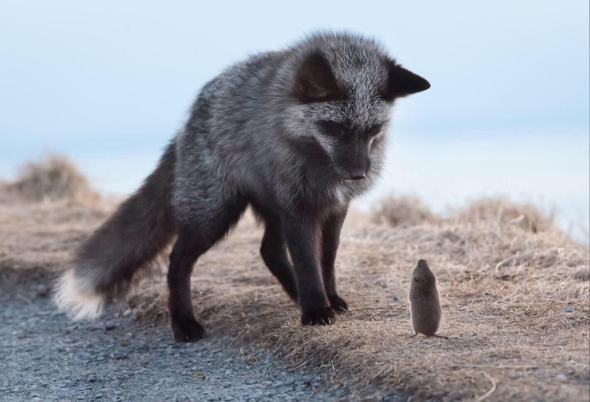 Чернобурая лиса Айну