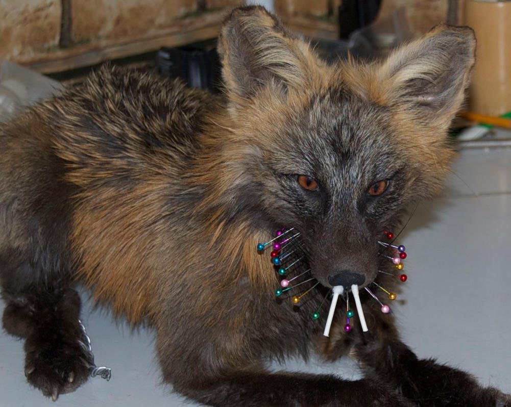 Лиса чернобурка сиводушка