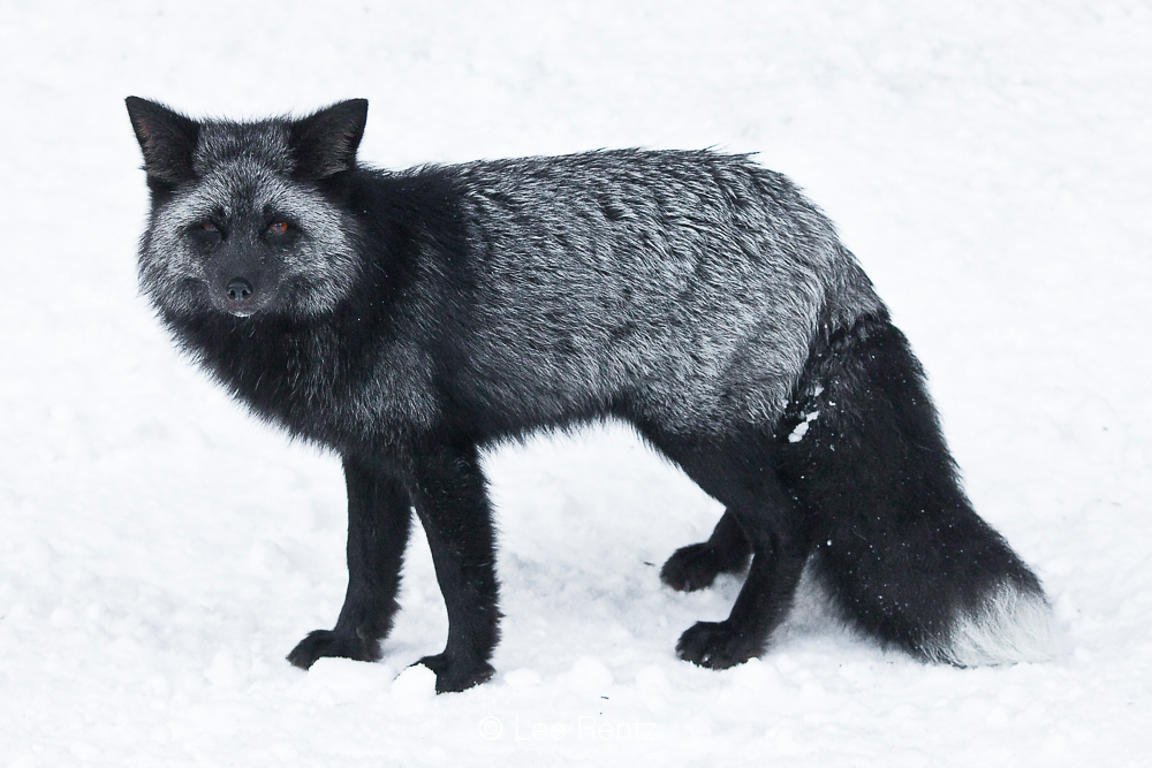 Песец чернобурка