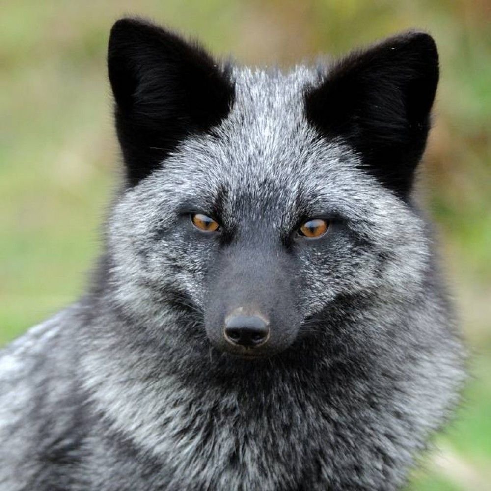 Чернобурая лиса