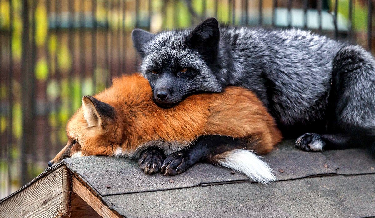 Лиса чернобурка