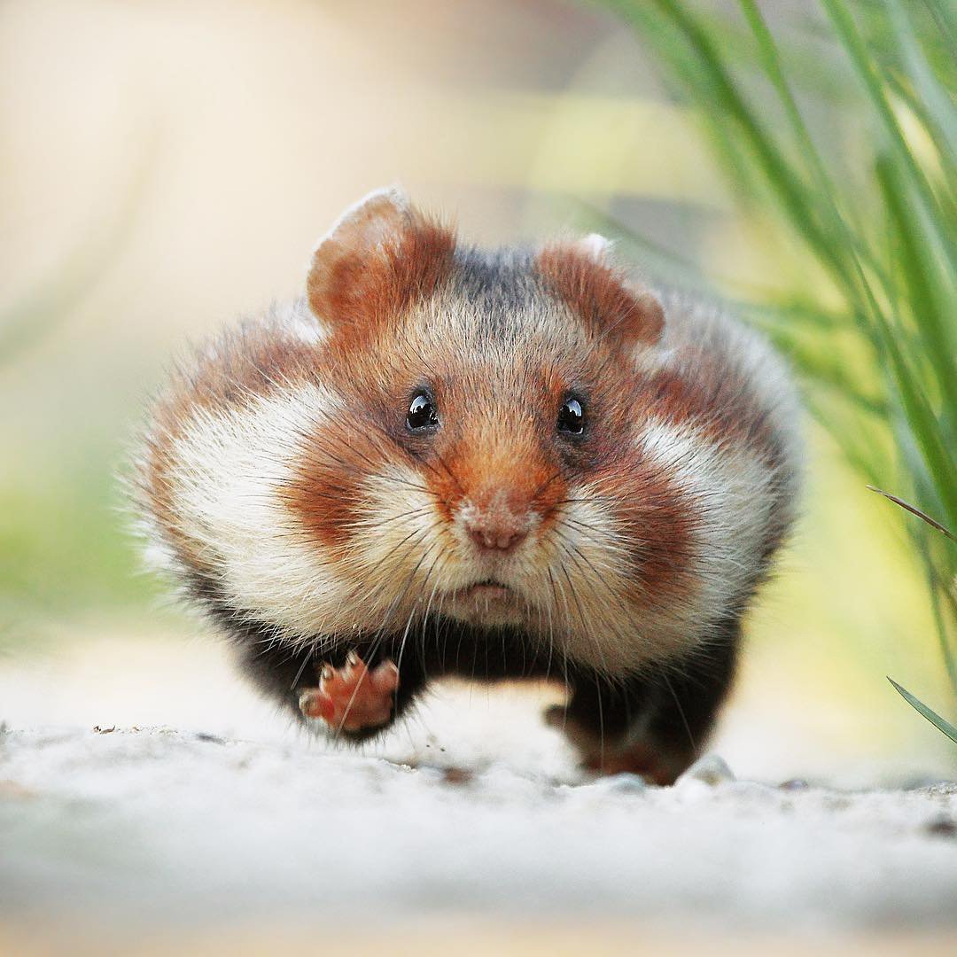 Степной хомяк карбыш