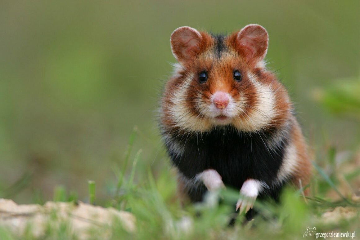 Дикий хомяк карбыш черный