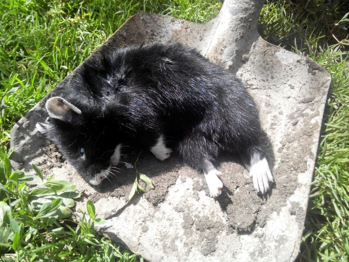 Лесной хомяк карбыш черный