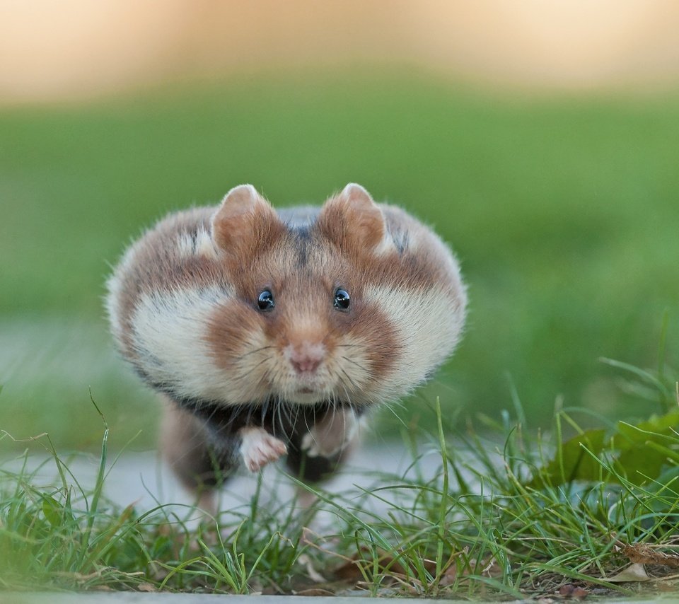 Земляной хомяк