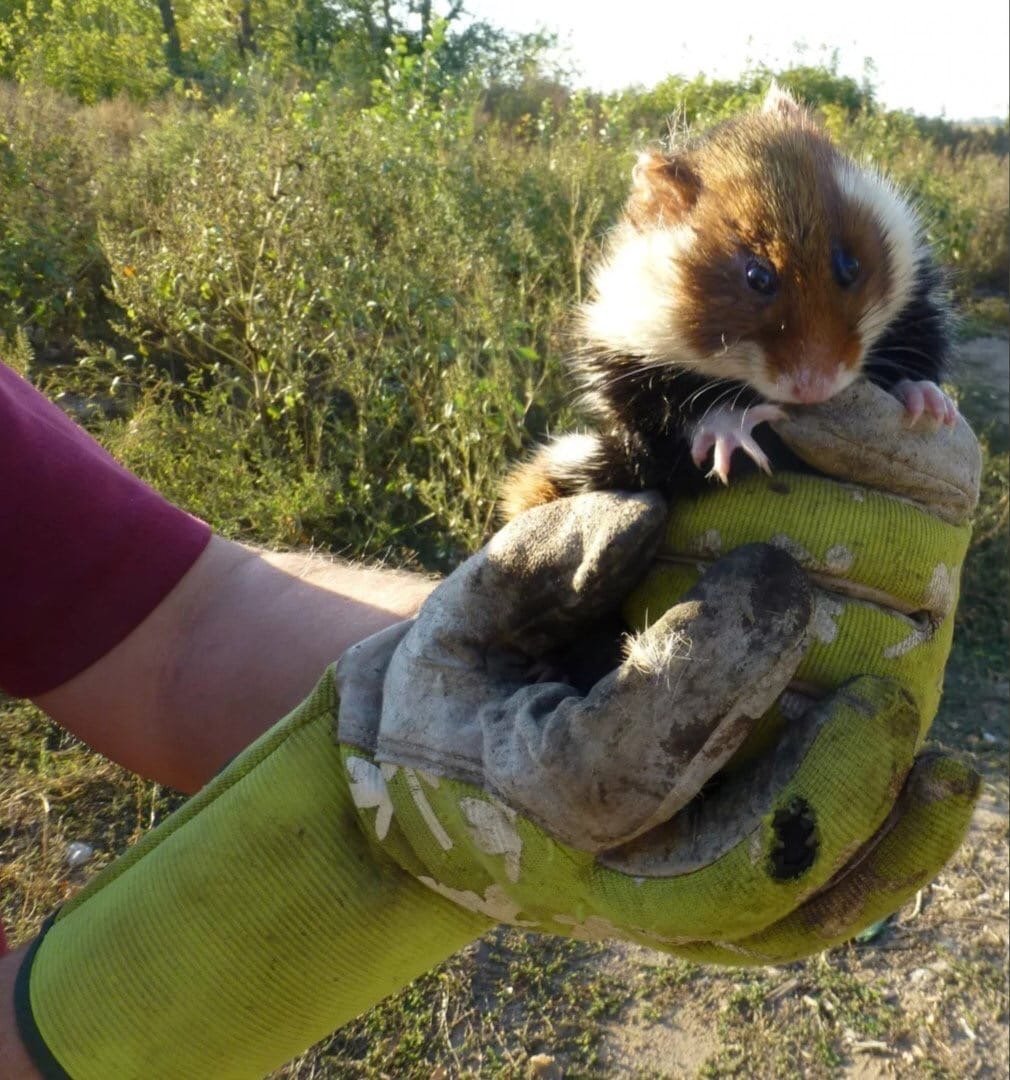 Полевой хомяк карбыш
