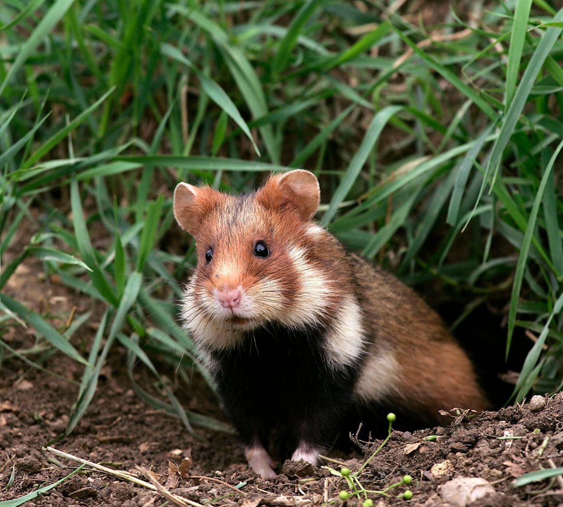 Лесной хомяк карбыш