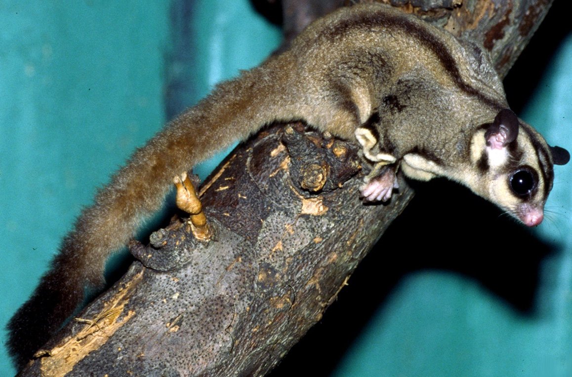 Сахарная сумчатая летяга Джина