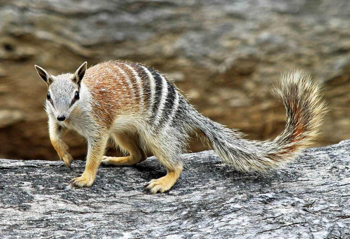 Сумчатый муравьед