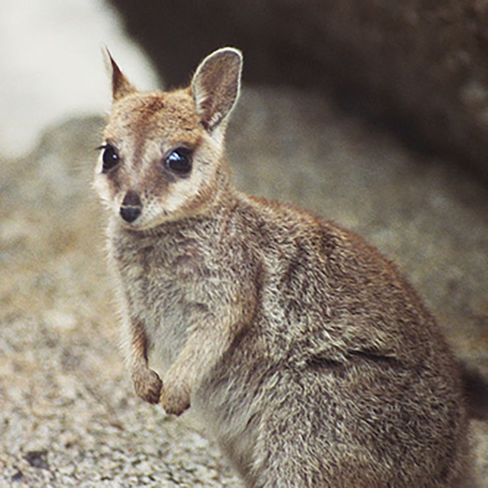 Валлаби сумчатое