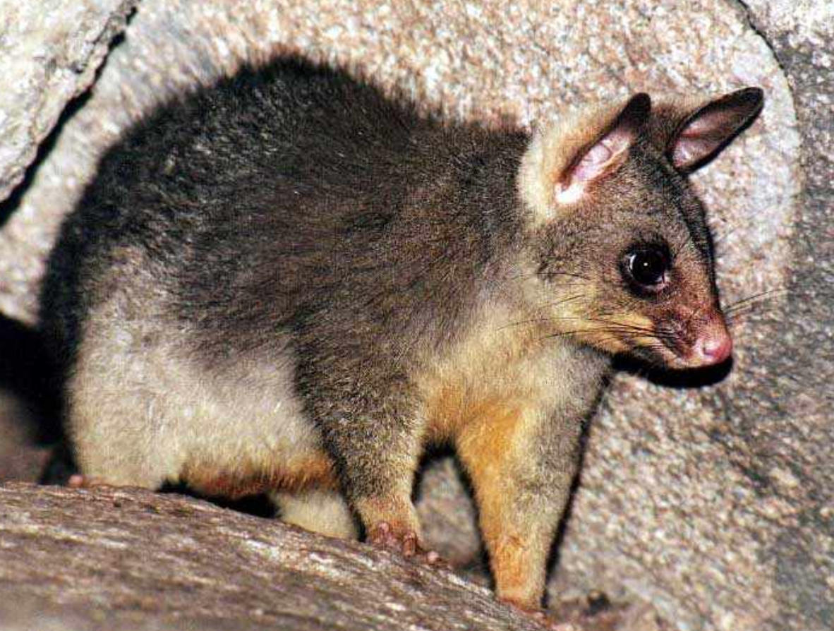 Австралийский щетинохвостый поссум