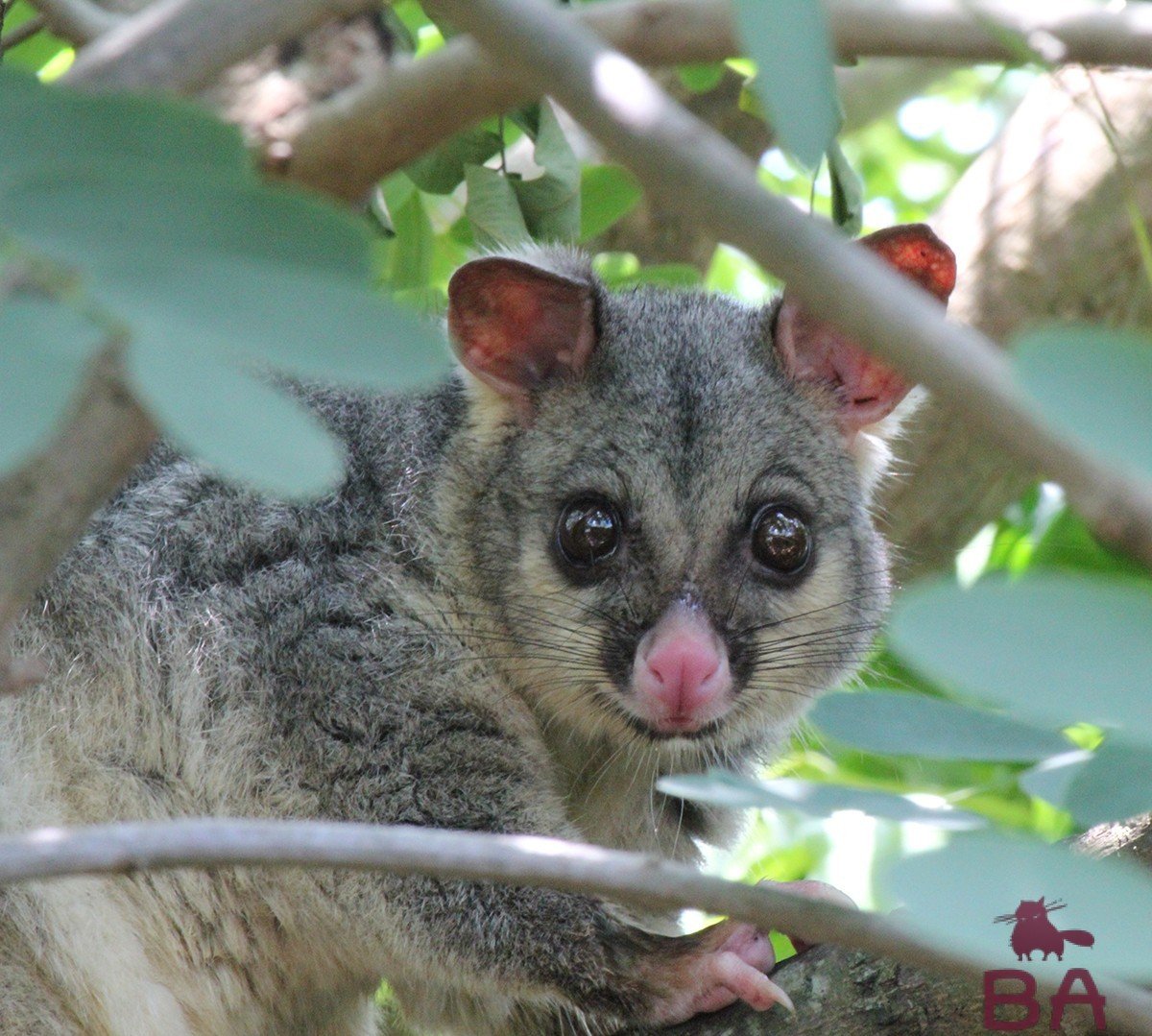 Сумчатые (Marsupialia