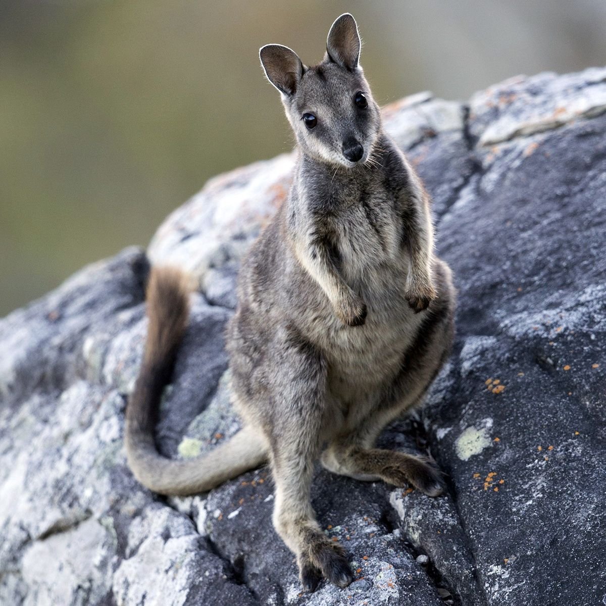 Скалистый кенгуру валлаби