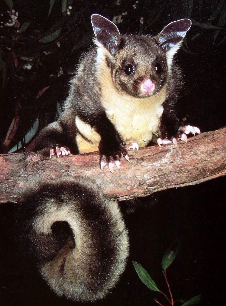 Тасманийский поссум