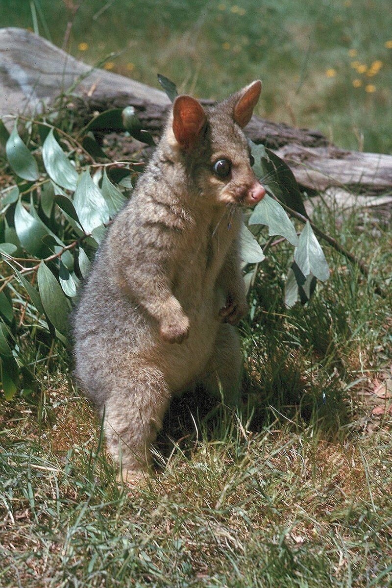 Австралийский кузу