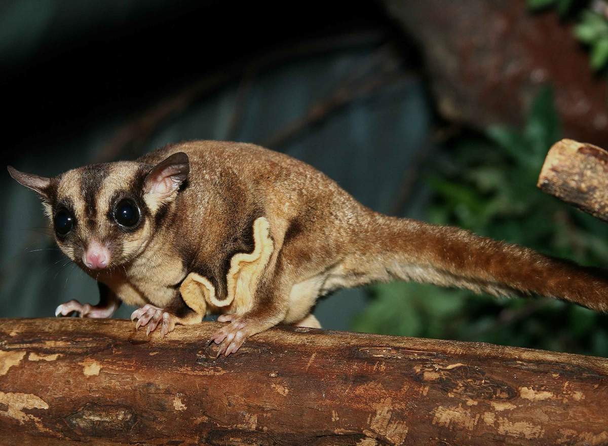 Сумчатая белка летяга