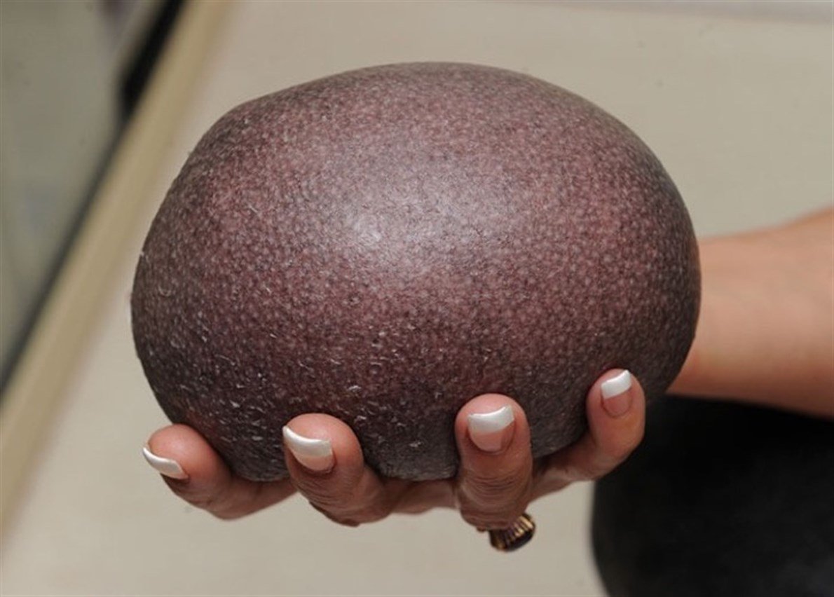 Лысый еж Нельсон