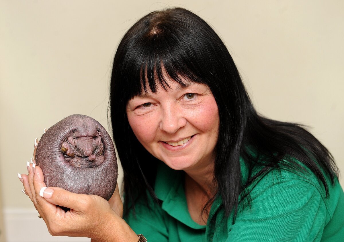 Ежик Нельсон