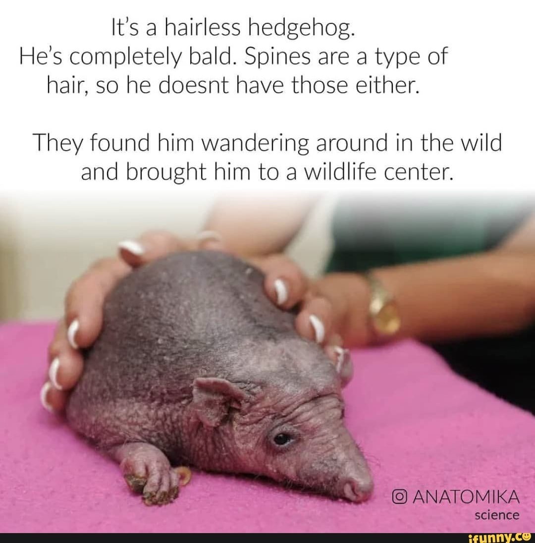 Очень милый лысый Ёжик