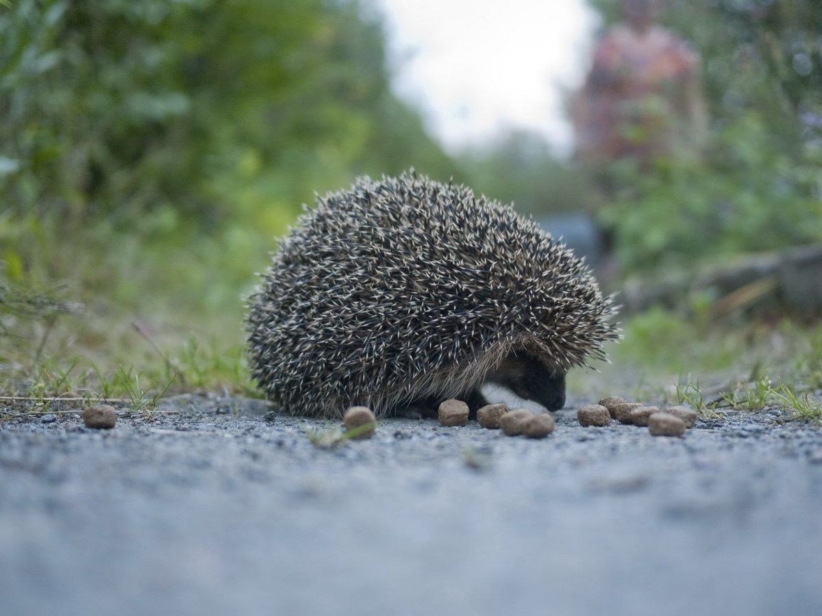 Кудрявый Ежик