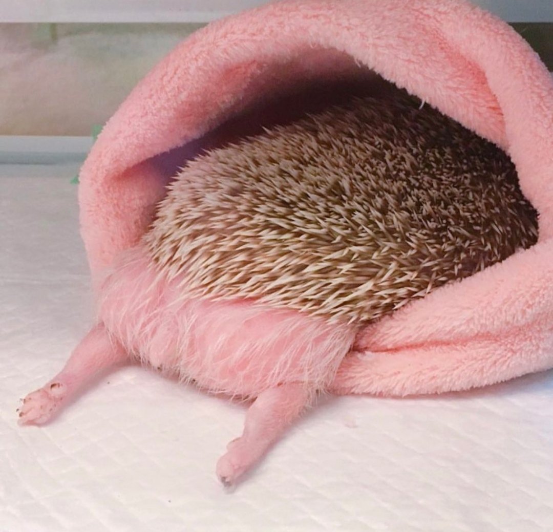 Жирный Ежик