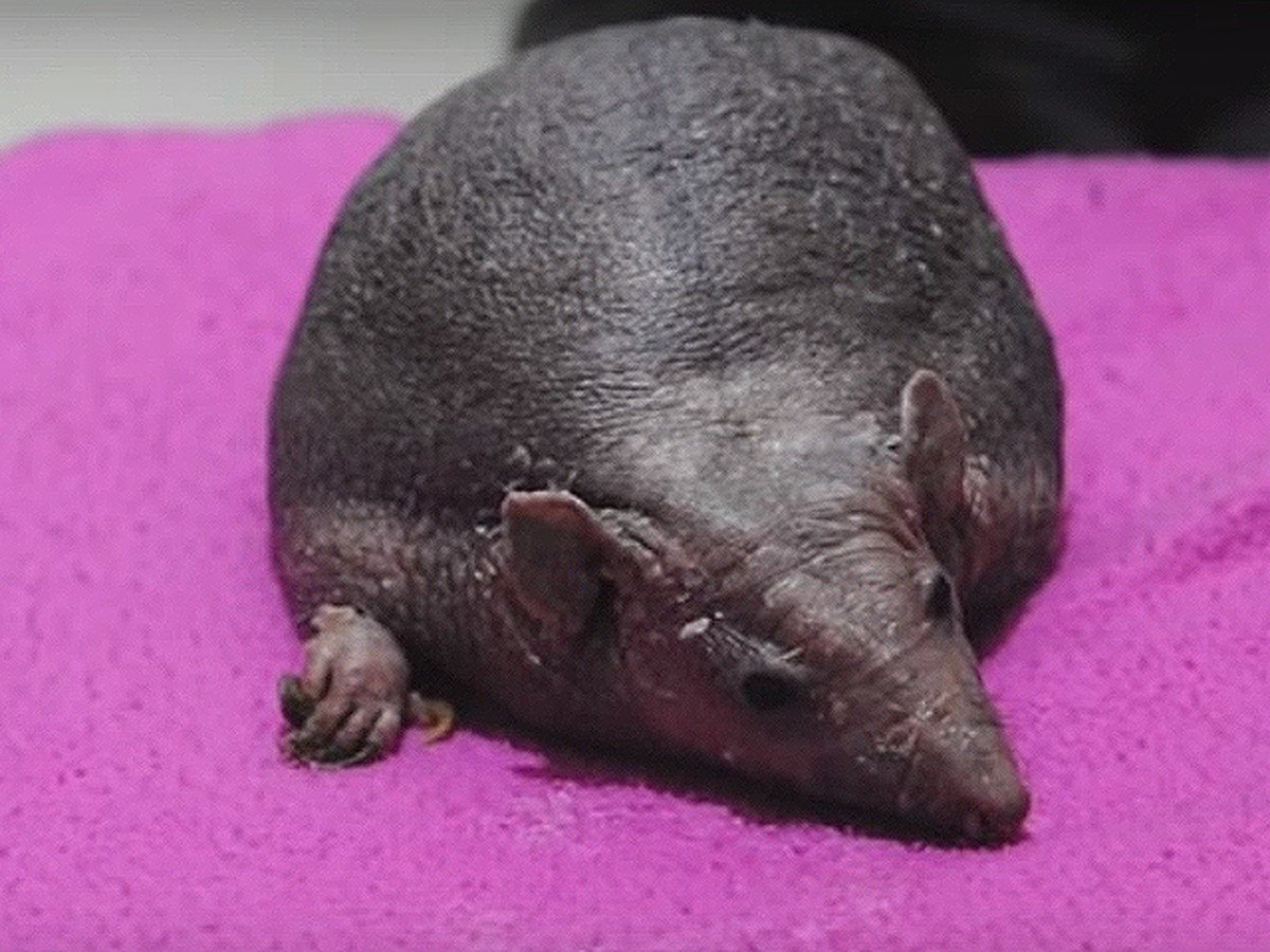 Лысый Ёжик Нельсон