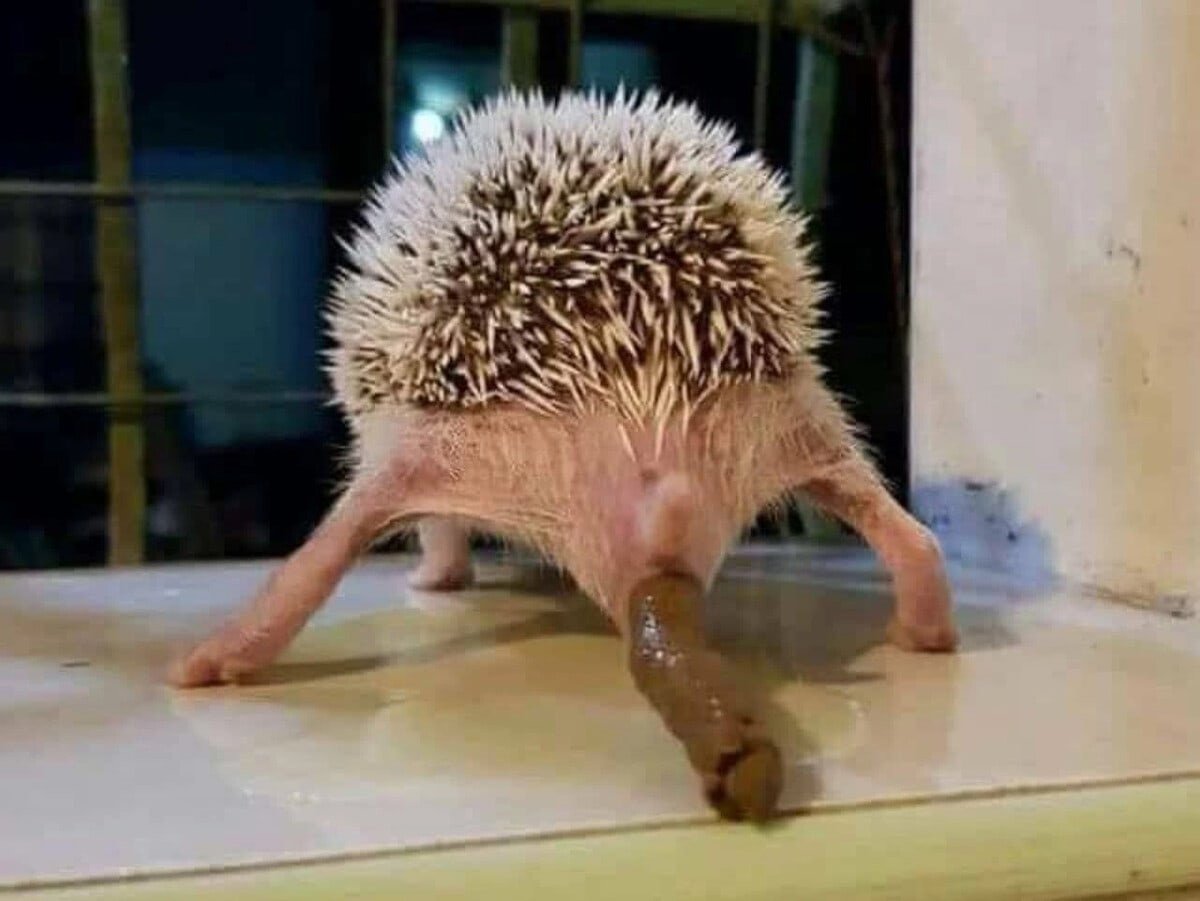 Песков Ежик