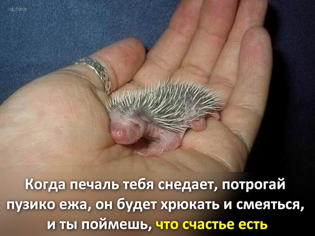 Новорожденный еж