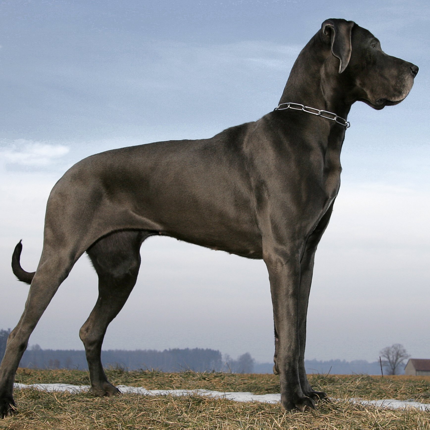 Огромная собака порода. Датский дог Зевс. Датский дог Гибсон. Королевский дог Зевс. Мастиф с королевским догом.