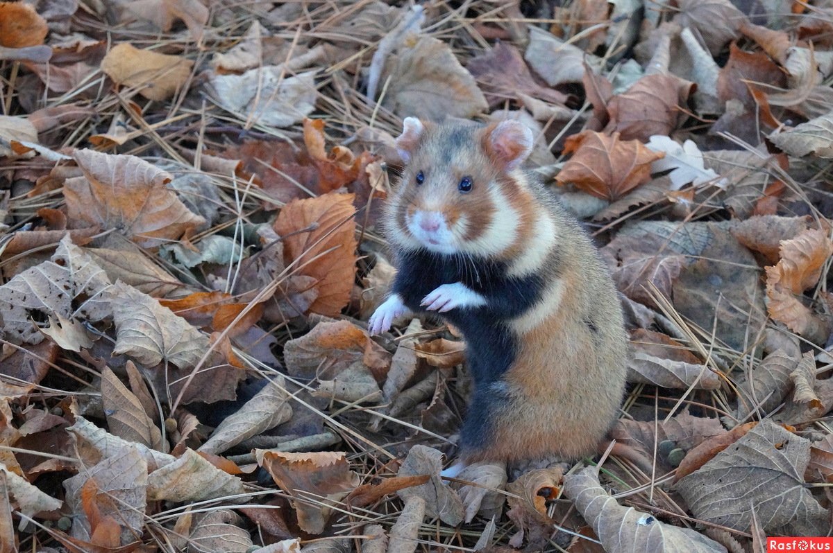 Степной хомяк карбыш