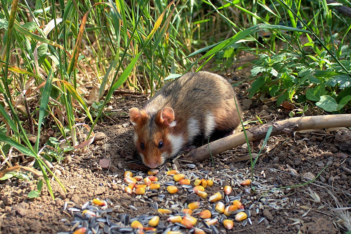 Хомяк в поле