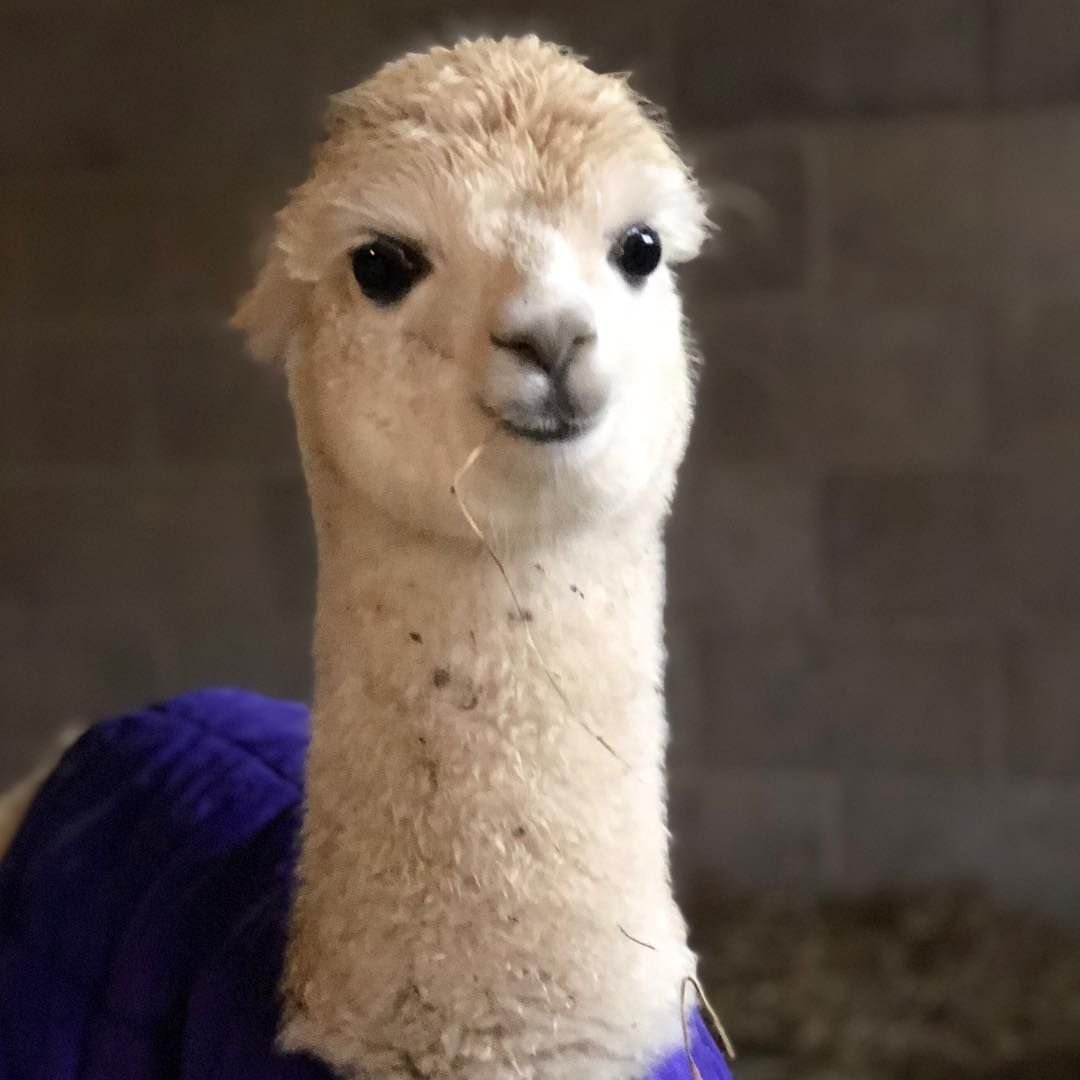 Альпака Чарли