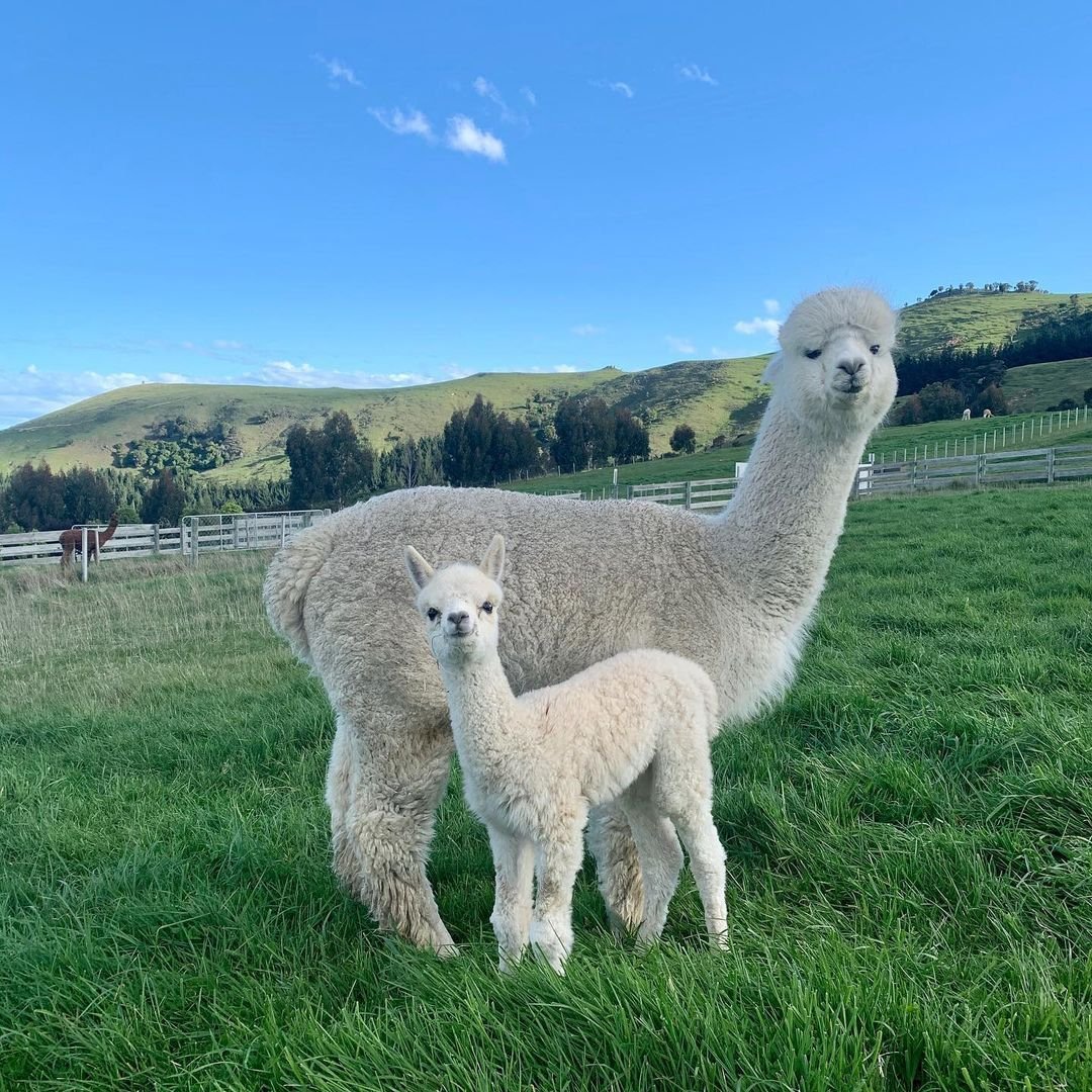 Альпака, вид ламы