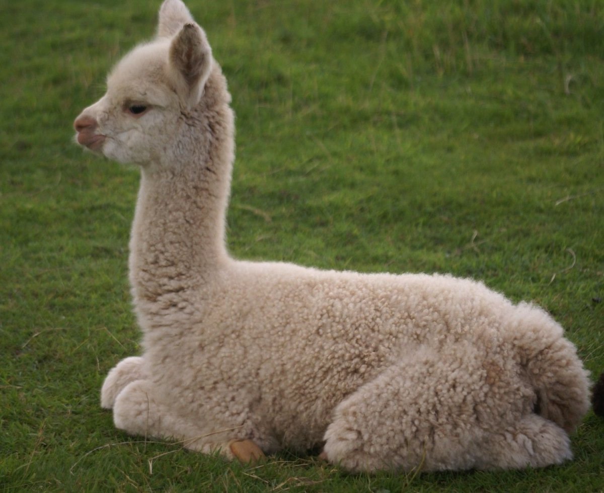 Альпака рост